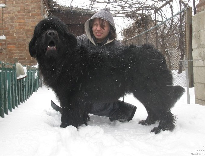 Фото: ньюфаундленд Kolumbiya Kara Deniz (Колумбия Кара Дениз)