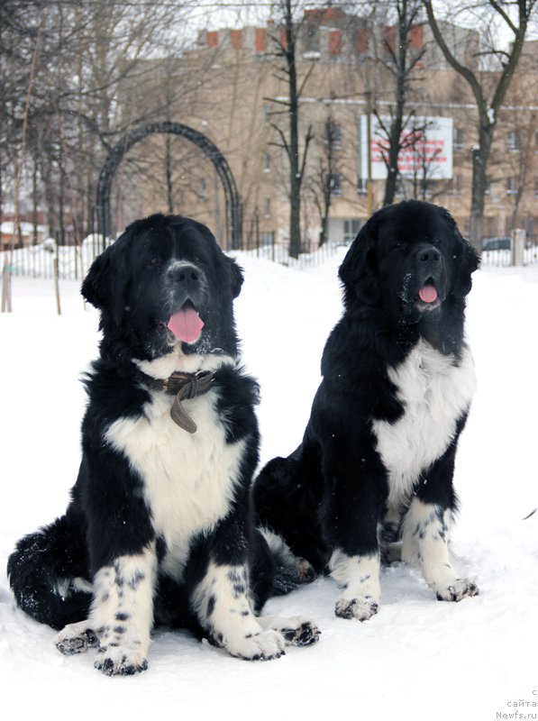 Фото: ньюфаундленд Starbimovlav Gardemarin (Старбимовлав Гардемарин), ньюфаундленд Pitern'yuf Jelannaya Moya (Питерньюф Желанная Моя)