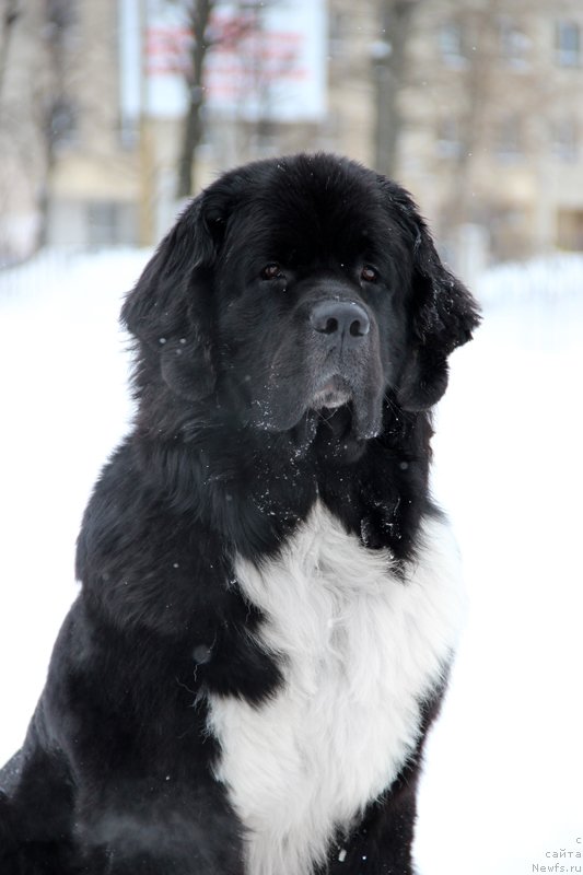 Фото: ньюфаундленд Starbimovlav Gardemarin (Старбимовлав Гардемарин)