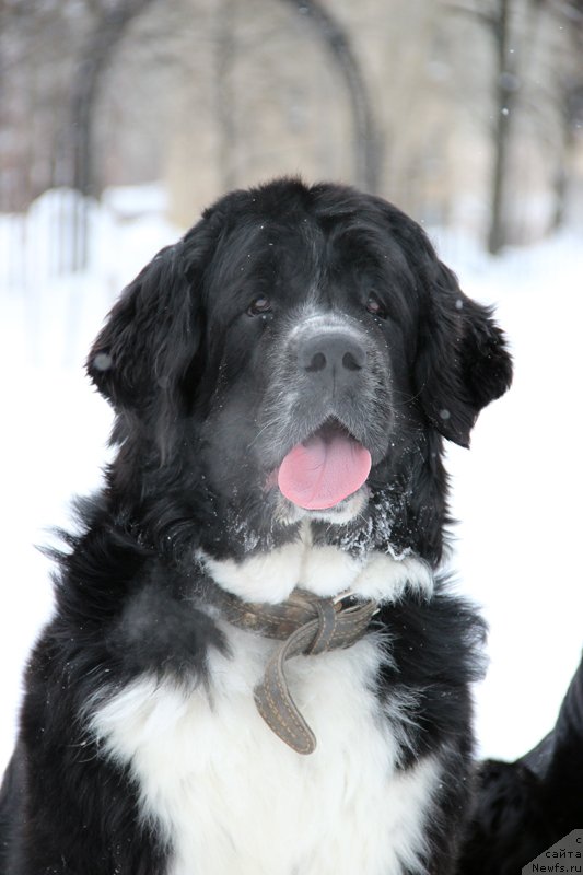Фото: ньюфаундленд Pitern'yuf Jelannaya Moya (Питерньюф Желанная Моя)