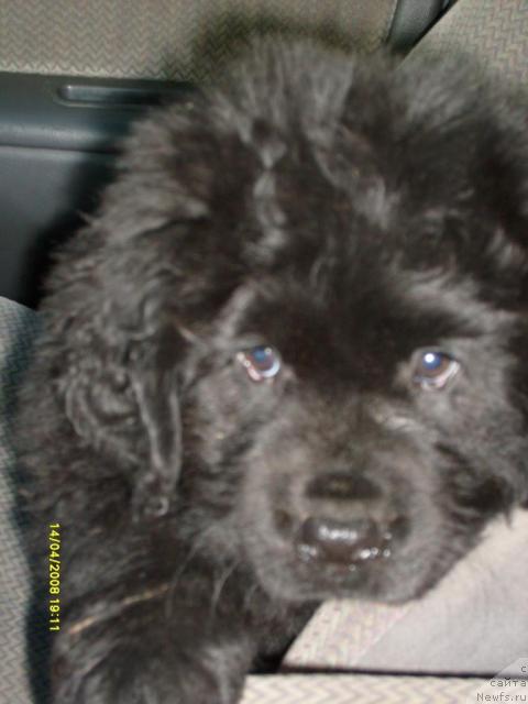 Фото: ньюфаундленд K-Ledy Tiamo (К-Леди Тиамо)