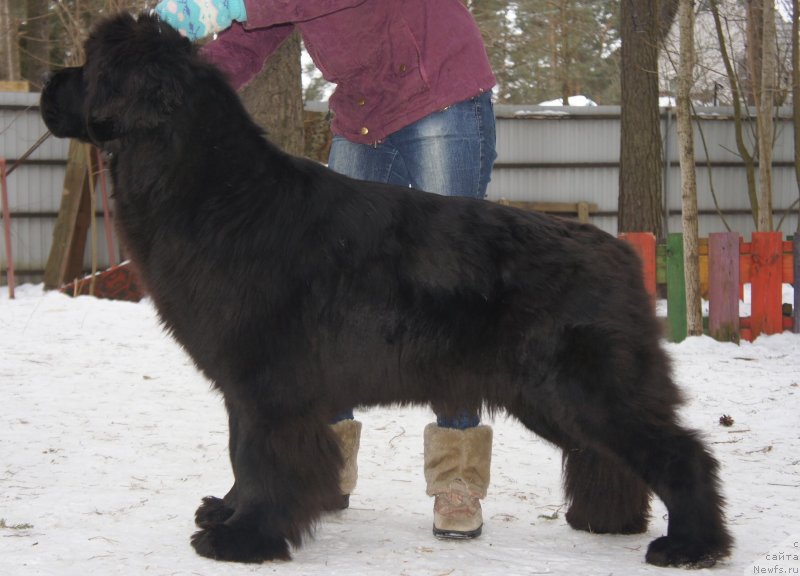 Фото: ньюфаундленд Smigar Galaxsy Shall Win (Смигар Галакси Шелл Вин)