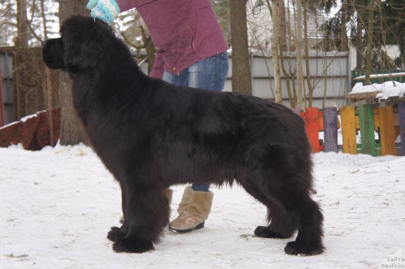 Фото: ньюфаундленд Smigar Galaxsy Shall Win (Смигар Галакси Шелл Вин)