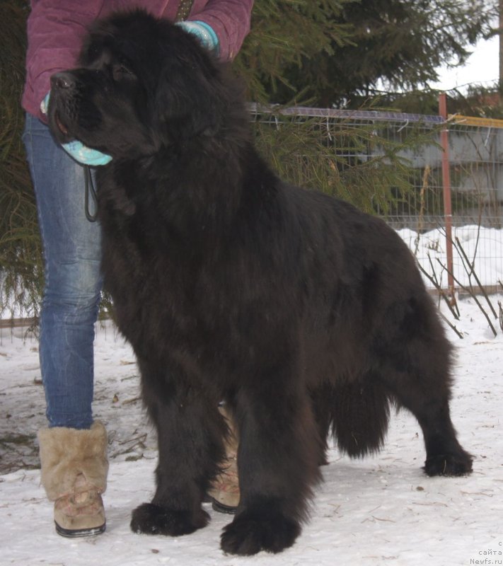 Фото: ньюфаундленд Smigar Galaxsy Shall Win (Смигар Галакси Шелл Вин)