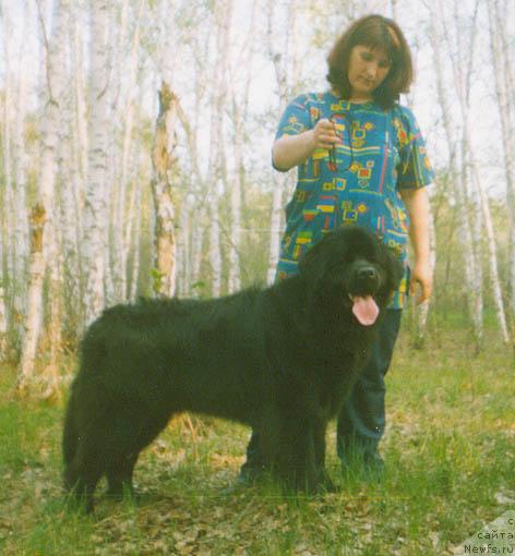 Фото: ньюфаундленд Berenika Brayti (Береника Брайти)