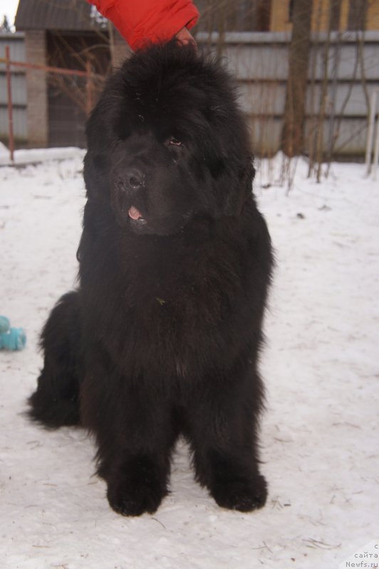 Фото: ньюфаундленд Aquatoriya Kelvin Flash Royal (Акватория Келвин Флэш Ройал)