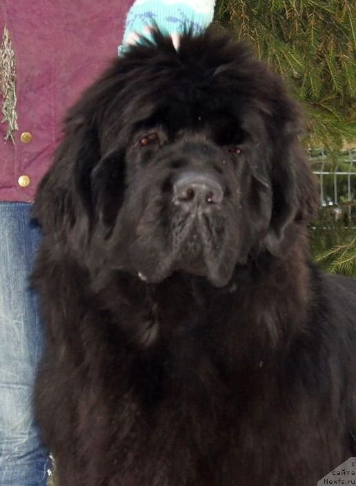 Фото: ньюфаундленд Smigar Galaxsy Shall Win (Смигар Галакси Шелл Вин)