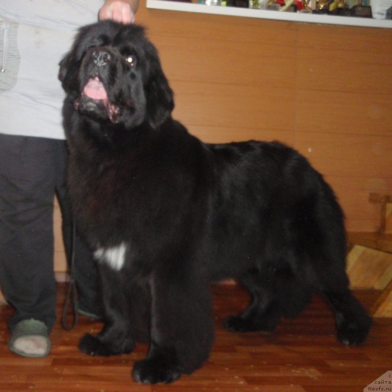 Фотография № 119706