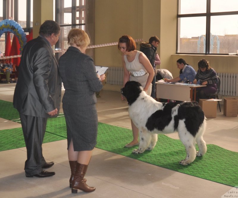 Фото: ньюфаундленд Nica Dlja Kara Ayular iz Tihogo Omuta (Ница для Кара Аюлар из Тихого Омута), Katerinka Klassen (Катеринка Классен)