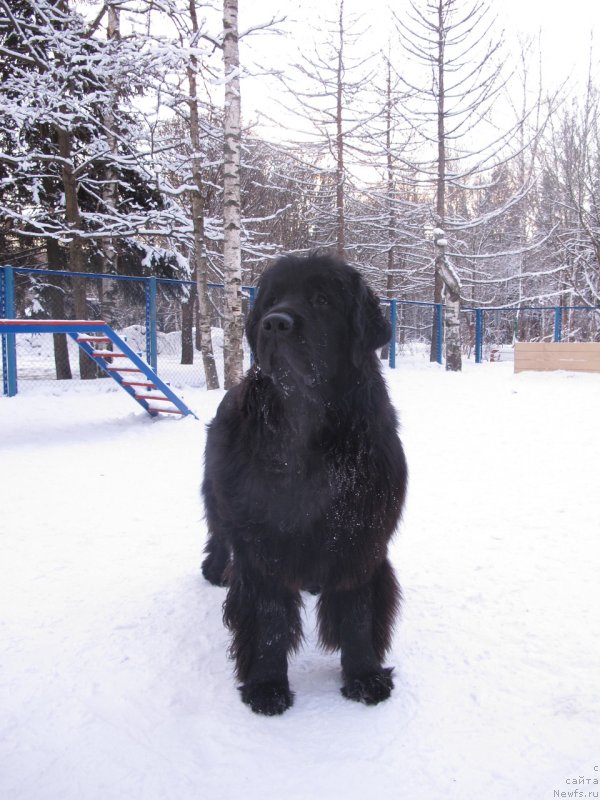 Фото: ньюфаундленд Donats Prayd Byet Midler (Донатс Прайд Бэт Мидлер)