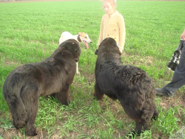 Фото: ньюфаундленд Arh Beauty Ot Chary Pervaya (Арх Бьюти От Чары Первая), ньюфаундленд Pchiolkin Dom Avrora (Пчёлкин Дом Аврора)