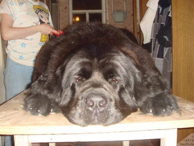 Фото: ньюфаундленд Arh Beauty Ot Chary Pervaya (Арх Бьюти От Чары Первая)