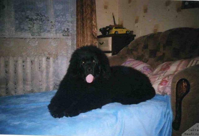 Фото: ньюфаундленд Bekingem (Бекингем)