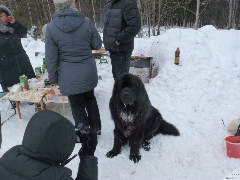 Фото: ньюфаундленд Na Grebne Volnyi Korolevskiy Syin (На Гребне Волны Королевский Сын)