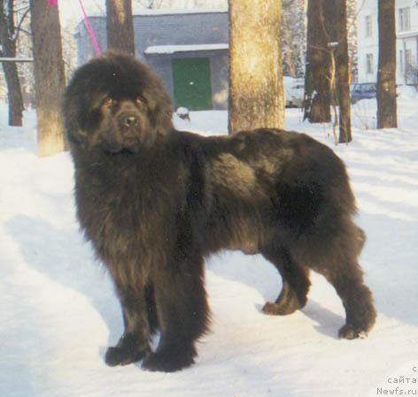 Фото: ньюфаундленд Apollo from Bomberland