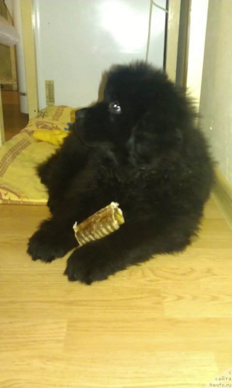 Фото: ньюфаундленд CHarl'z Balu Blek Biar (Чарльз Балу Блек Биар)