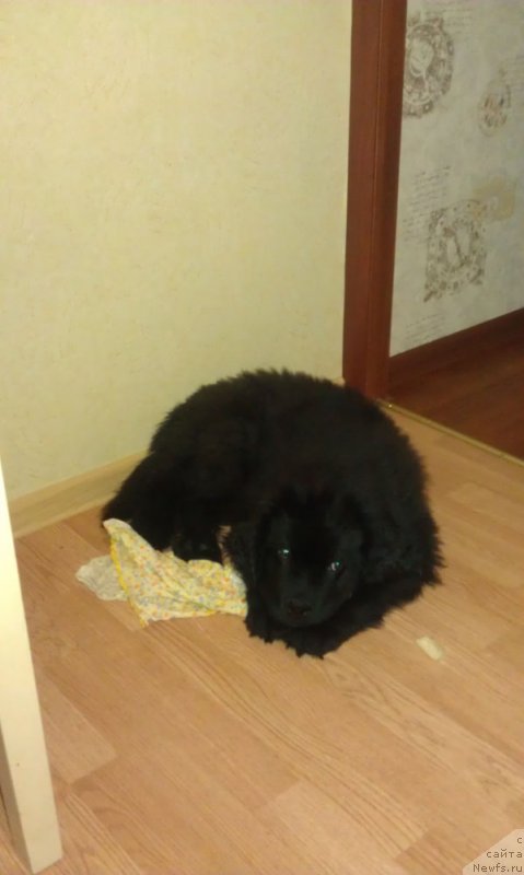 Фото: ньюфаундленд CHarl'z Balu Blek Biar (Чарльз Балу Блек Биар)