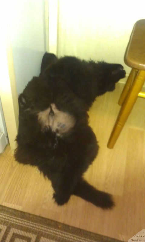 Фото: ньюфаундленд CHarl'z Balu Blek Biar (Чарльз Балу Блек Биар)