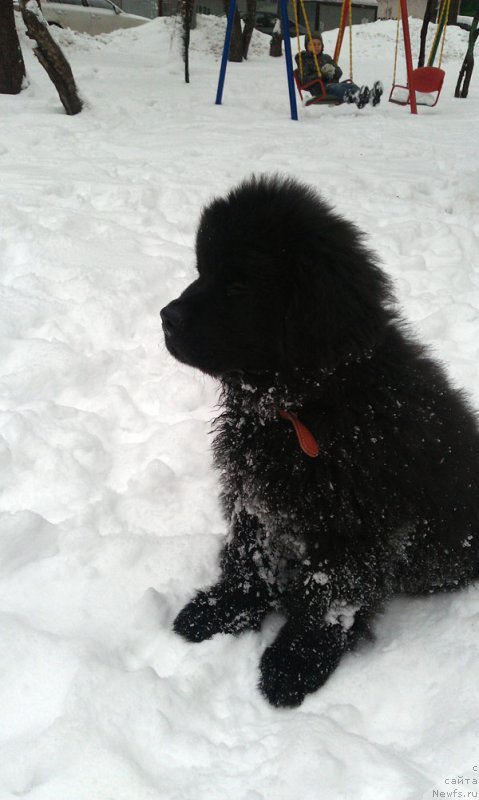 Фото: ньюфаундленд CHarl'z Balu Blek Biar (Чарльз Балу Блек Биар)