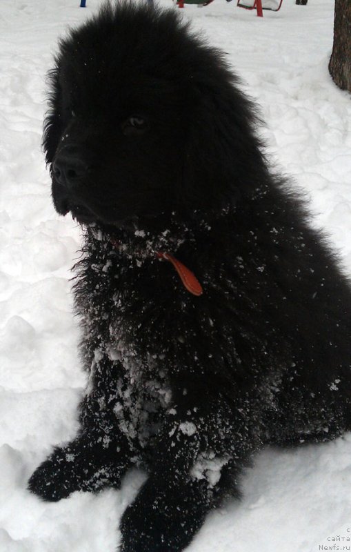 Фото: ньюфаундленд CHarl'z Balu Blek Biar (Чарльз Балу Блек Биар)