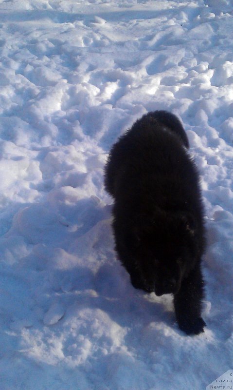 Фото: ньюфаундленд CHarl'z Balu Blek Biar (Чарльз Балу Блек Биар)