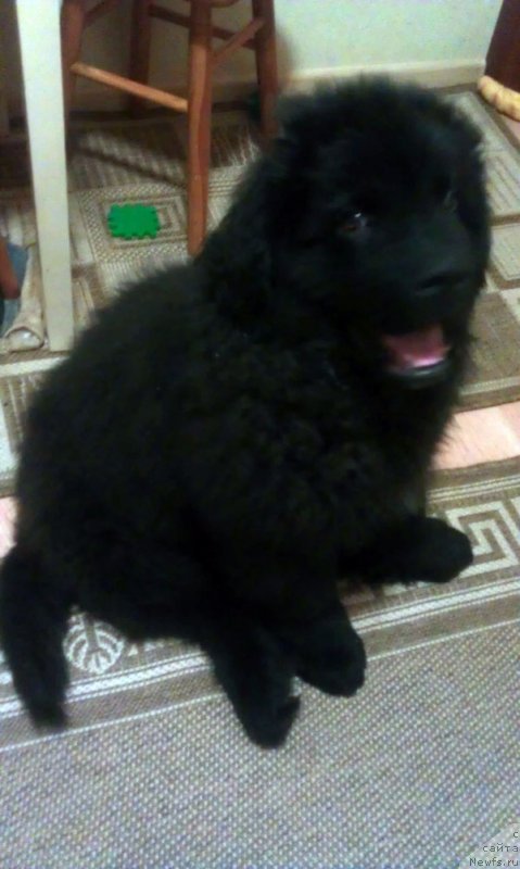 Фото: ньюфаундленд CHarl'z Balu Blek Biar (Чарльз Балу Блек Биар)