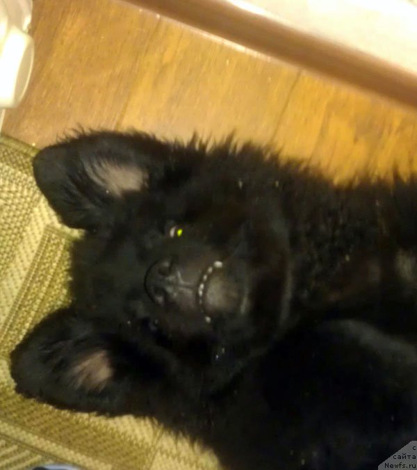 Фото: ньюфаундленд CHarl'z Balu Blek Biar (Чарльз Балу Блек Биар)