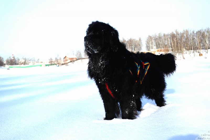 Фото: ньюфаундленд Myedjikal Oushen Evdokiya (Мэджикал Оушен Евдокия)