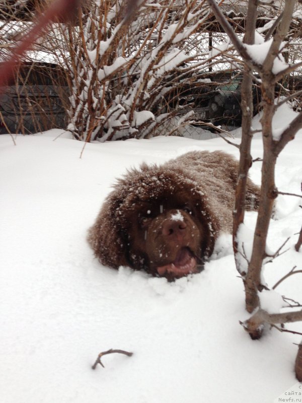 Фото: ньюфаундленд Charli The Best Helfi Pel (Чарли Де Бест Хелфи Пэл)