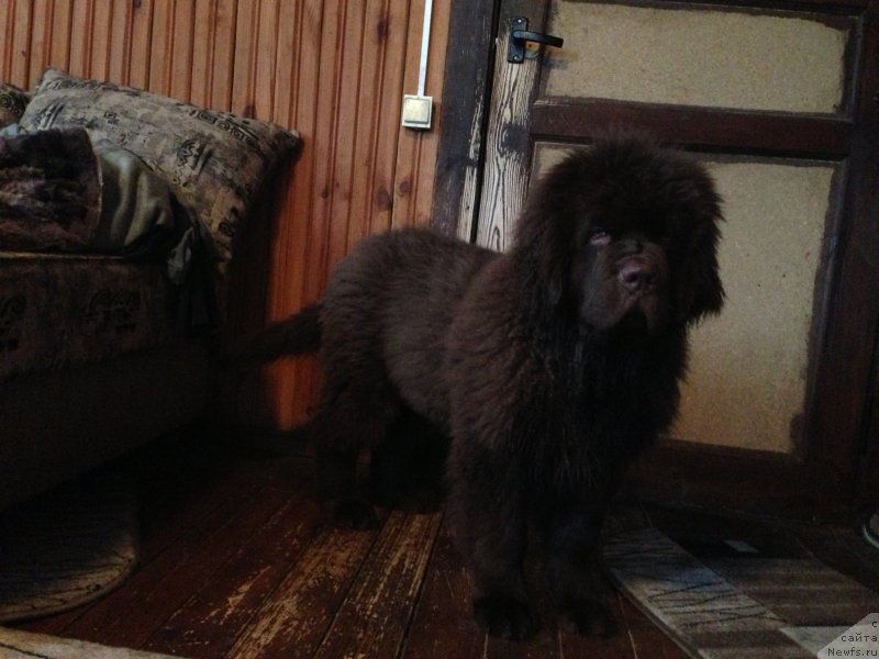 Фото: ньюфаундленд Charli The Best Helfi Pel (Чарли Де Бест Хелфи Пэл)