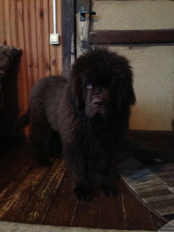 Фото: ньюфаундленд Charli The Best Helfi Pel (Чарли Де Бест Хелфи Пэл)