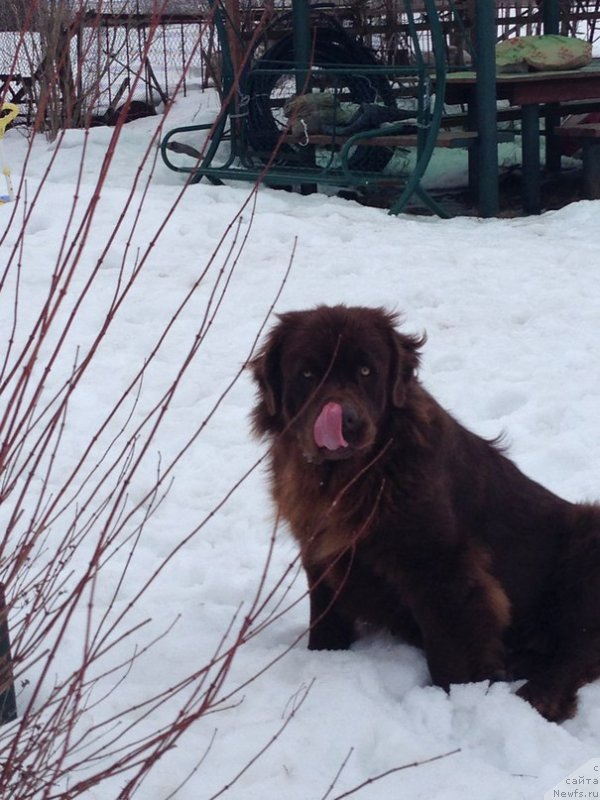 Фото: ньюфаундленд Velikiy Medved' Kameliya (Великий Медведь Камелия)