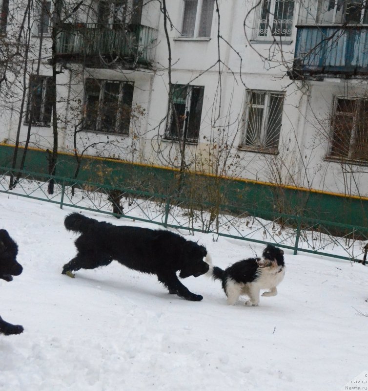 Фото: Мэджикал Оушен Жимолость, ньюфаундленд Myedjikal Oushen Evdokiya (Мэджикал Оушен Евдокия), друг