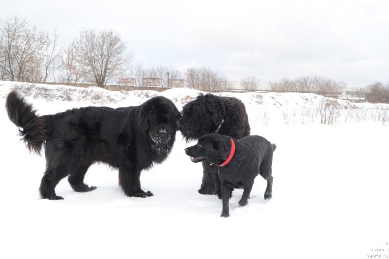 Фото: ньюфаундленд Myedjikal Oushen Evdokiya (Мэджикал Оушен Евдокия), Ясные зори  Один, Нора