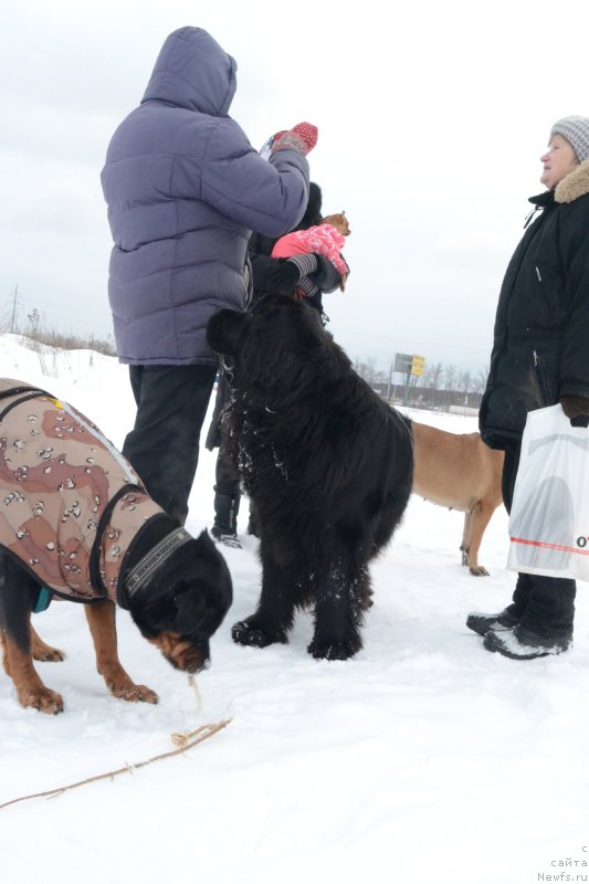 Фото: Друзья, ньюфаундленд Myedjikal Oushen Evdokiya (Мэджикал Оушен Евдокия)