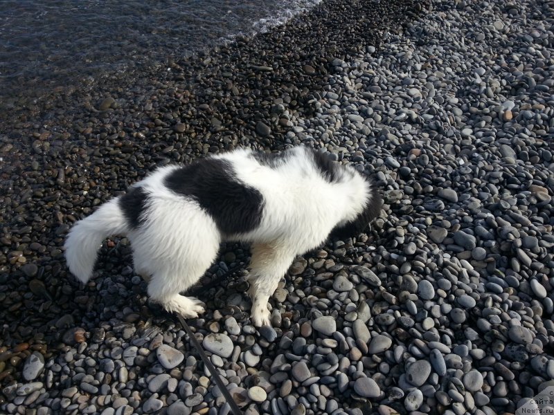 Фото: ньюфаундленд Santa De La Moris (Санта Де Ла Морис)
