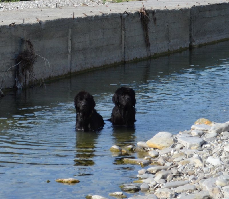 Фото: Мэджикал Оушен Жимолость, ньюфаундленд Myedjikal Oushen Evdokiya (Мэджикал Оушен Евдокия)