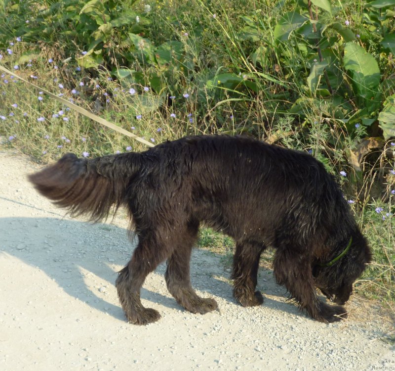 Фото: ньюфаундленд Myedjikal Oushen Evdokiya (Мэджикал Оушен Евдокия)