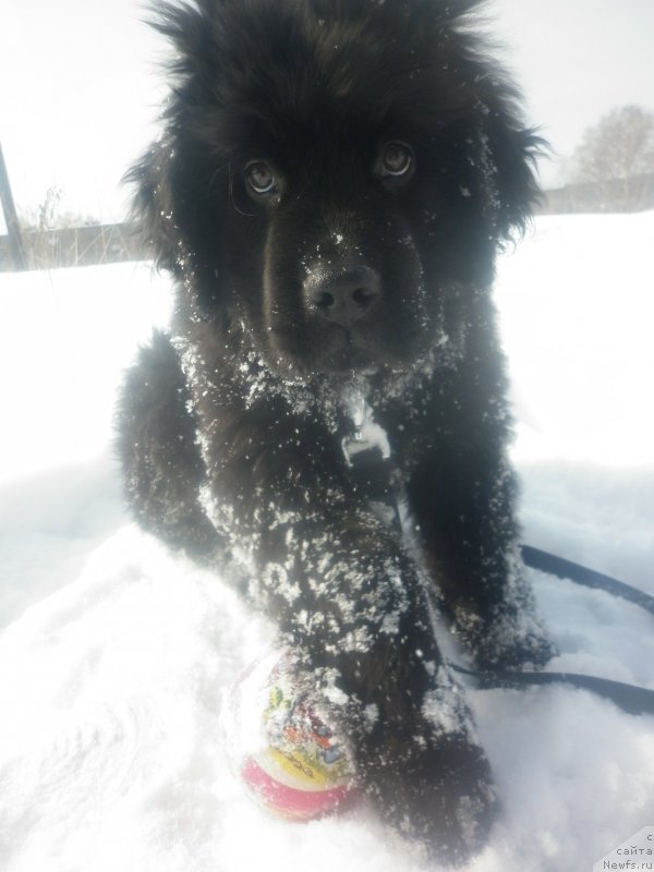 Фотография № 119921