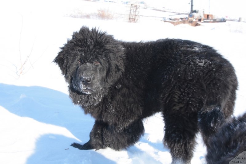 Фото: ньюфаундленд YAmayka Pesnya Lyubvi (Ямайка Песня Любви)