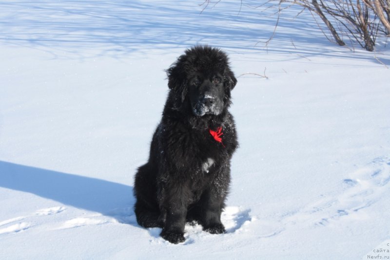 Фото: ньюфаундленд YUkka Flover (Юкка Фловер)