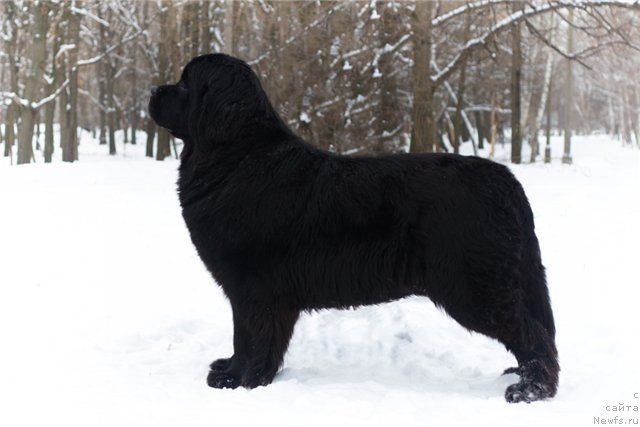 Фото: ньюфаундленд Charly Bolshoj Malysh (Чарли Большой Малыш)