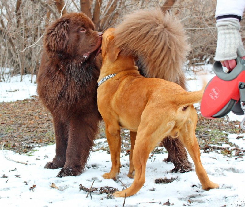Фото: ньюфаундленд Fakturnyi Frukt s Berega Dona (Фактурный Фрукт с Берега Дона)