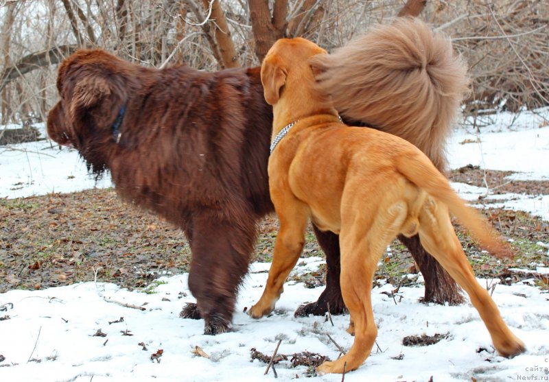 Фото: ньюфаундленд Fakturnyi Frukt s Berega Dona (Фактурный Фрукт с Берега Дона)