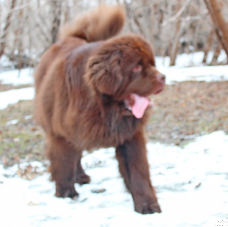 Фото: ньюфаундленд Fakturnyi Frukt s Berega Dona (Фактурный Фрукт с Берега Дона)