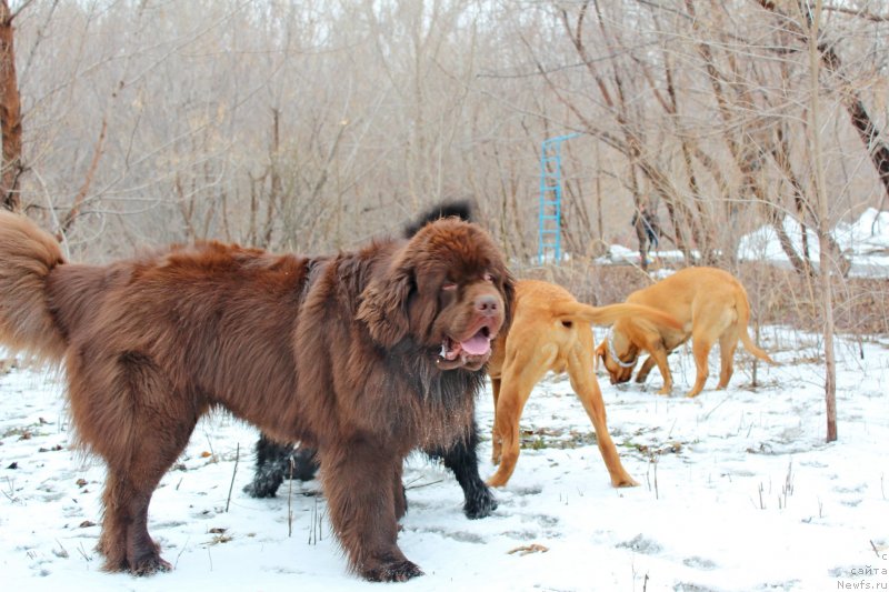 Фото: ньюфаундленд Fakturnyi Frukt s Berega Dona (Фактурный Фрукт с Берега Дона)