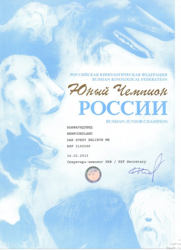 Фото: ньюфаундленд Dar Svezy Believe Me (Дар Свезы Белив Ми)