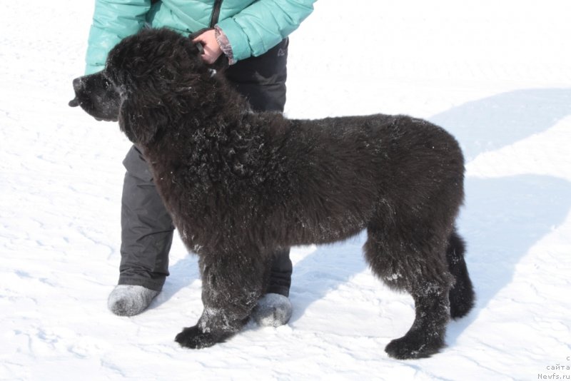 Фото: ньюфаундленд YAvnaya Krasota (Явная Красота)