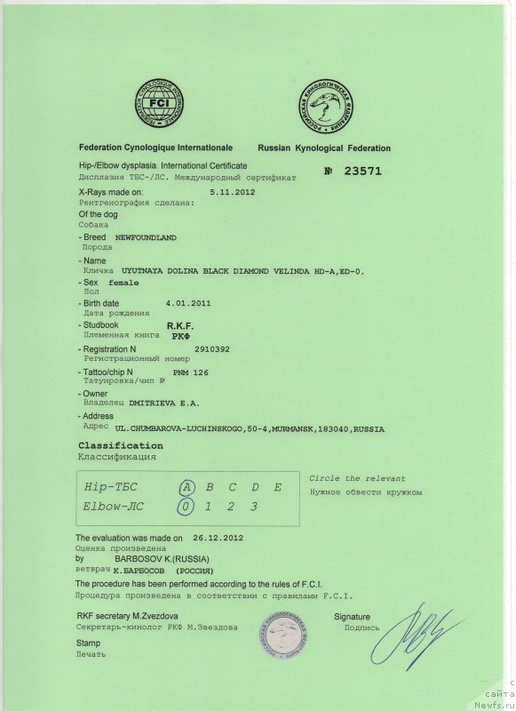 Фото: ньюфаундленд Uyutnaya Dolina Black Diamond Velinda (Уютная Долина Блэк Даймонд Велинда)