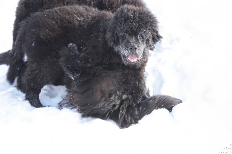 Фото: ньюфаундленд YAhont Dragocennyiy (Яхонт Драгоценный)